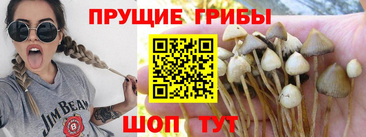 Подольск  Галлюциногенные грибы Psilocybine cubensis  Вход с VPN  Псилоцибиновые грибы Cubensis 